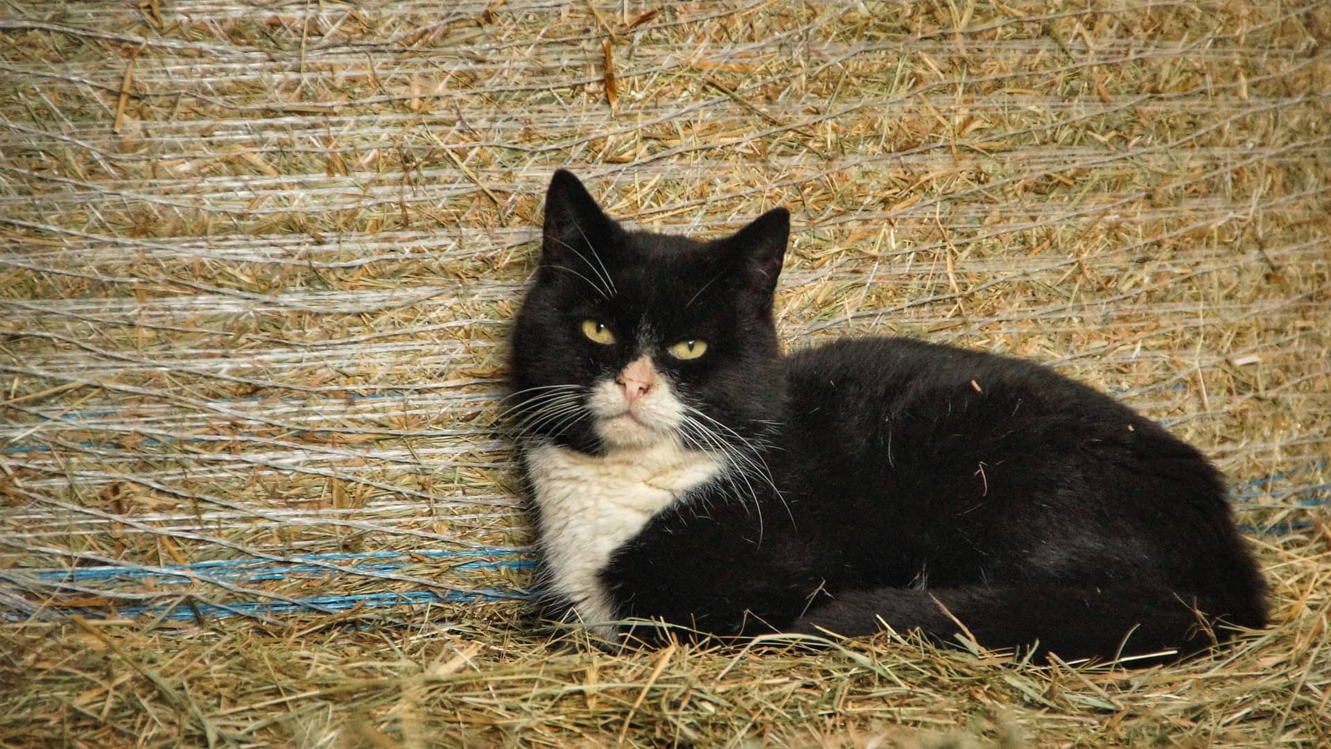 Yellow cat with green eyes